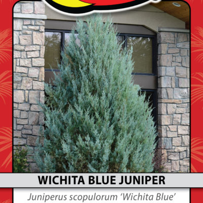 WICHITA BLUE JUNIPER