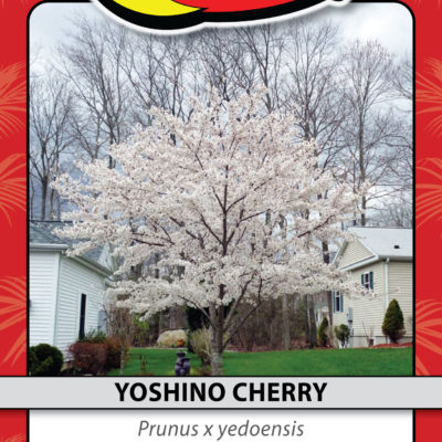 YOSHINO CHERRY