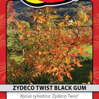 ZYDECO TWIST BLACK GUM