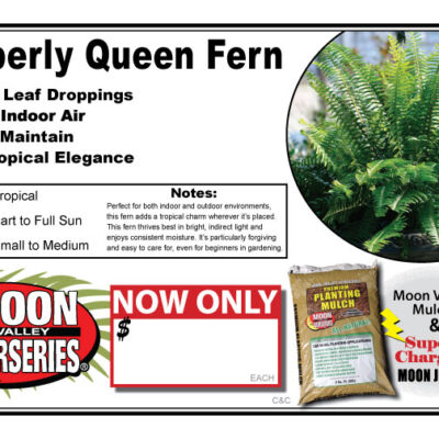 Kimberly Queen Fern