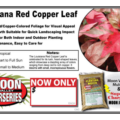 Louisiana Red Copper Leaf