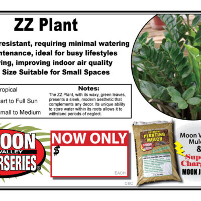 ZZ Plant
