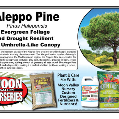 Aleppo Pine
