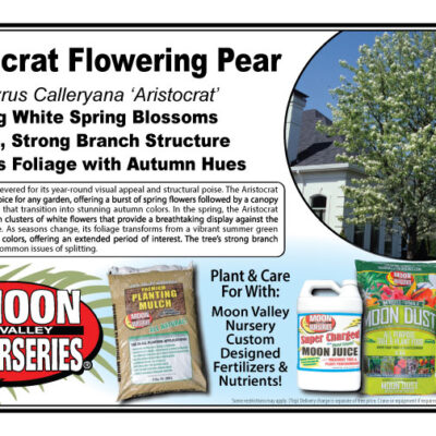 Aristocrat Flowering Pear
