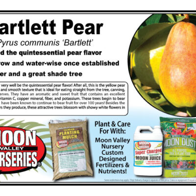 Bartlett Pear