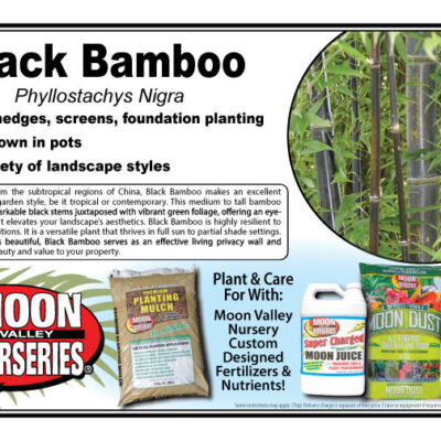 Black Bamboo