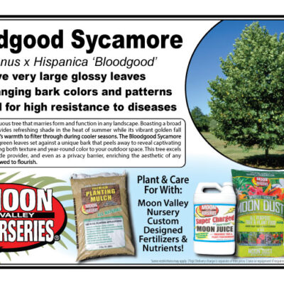 Bloodgood Sycamore