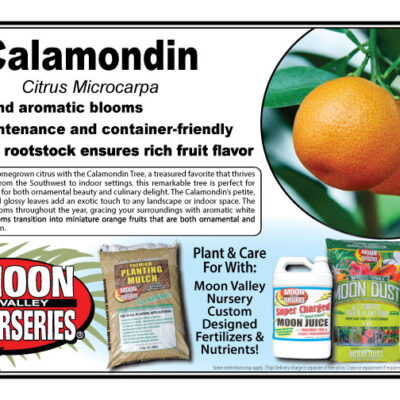 Calamondin