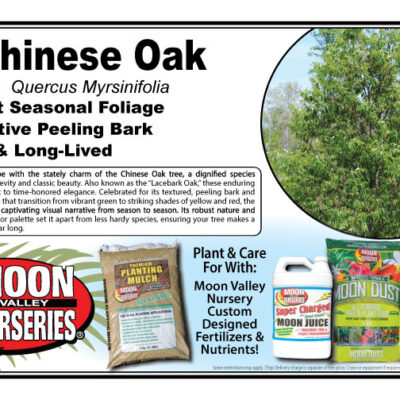 Chinese Oak