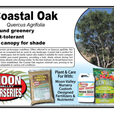 Coastal Oak