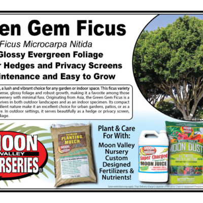Green Gem Ficus