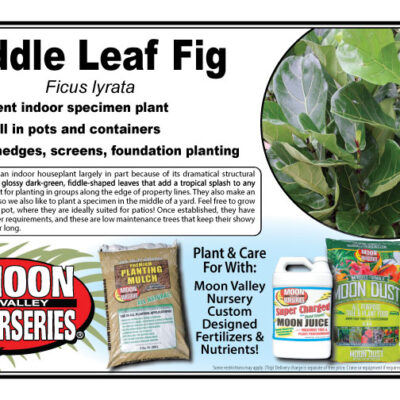 Fiddle Leaf Fig