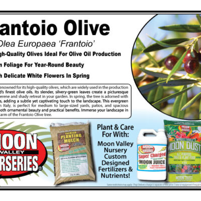 Frantoio Olive