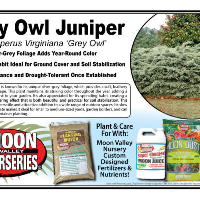 Grey Owl Juniper
