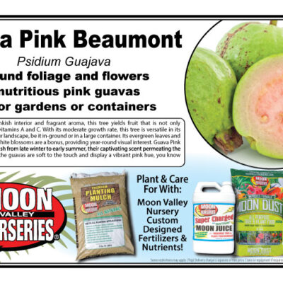 Guava Pink Beaumont