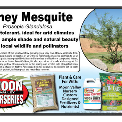 Honey Mesquite