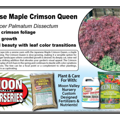Japanese Maple Crimson Queen