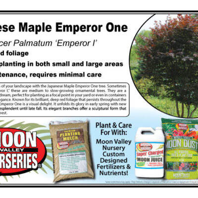 Japanese Maple Emperor One