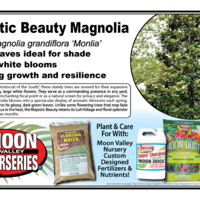 Majestic Beauty Magnolia