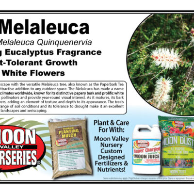 Melaleuca