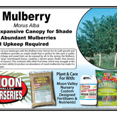 Mulberry