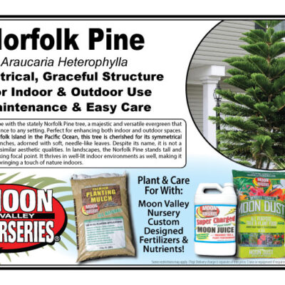 Norfolk Pine