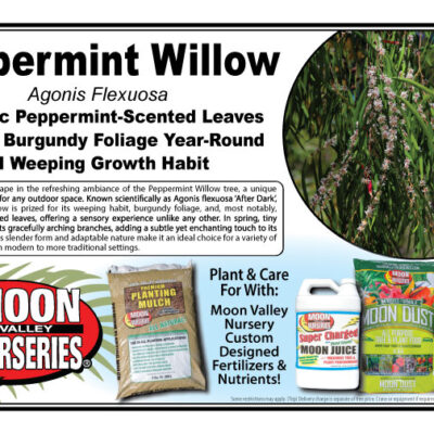 Peppermint Willow