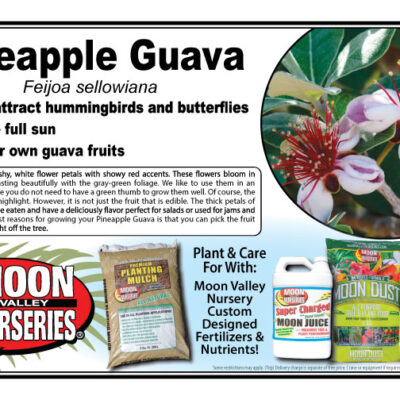 Pineapple Guava