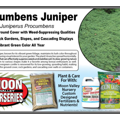 Procumbens Juniper