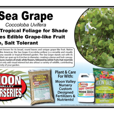 Sea Grape