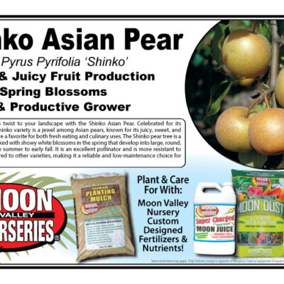 Shinko Asian Pear