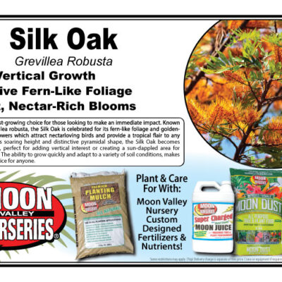 Silk Oak