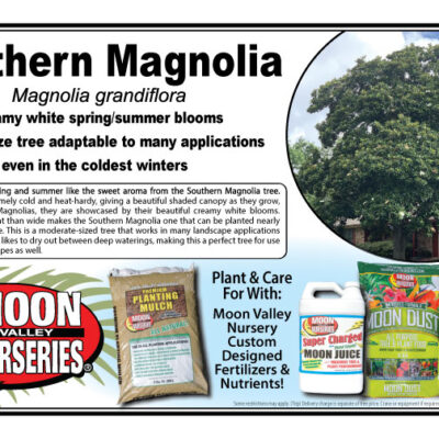 Southern Magnolia