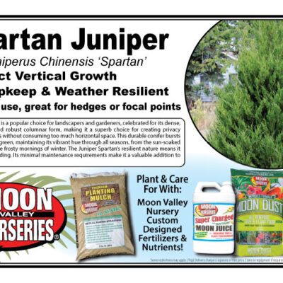 Spartan Juniper