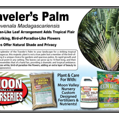 Traveler's Palm