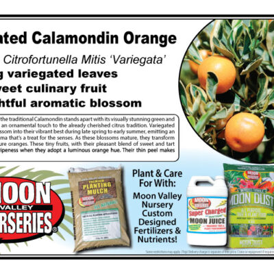 Variegated Calamondin Orange