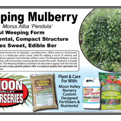 Weeping Mulberry