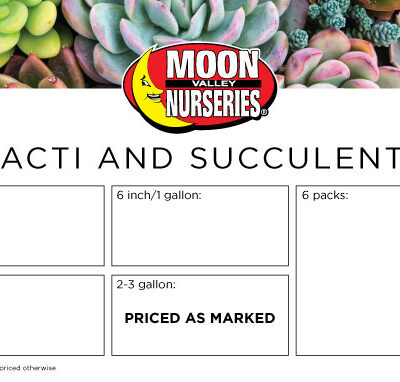 Benchcard - CACTI AND SUCCULENTS