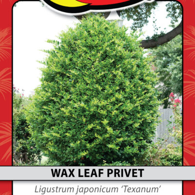 WAX LEAF PRIVET