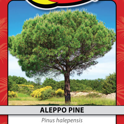 ALEPPO PINE