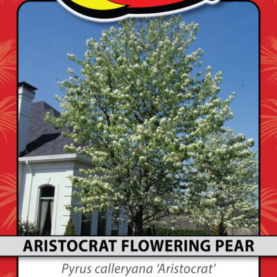 ARISTOCRAT FLOWERING PEAR