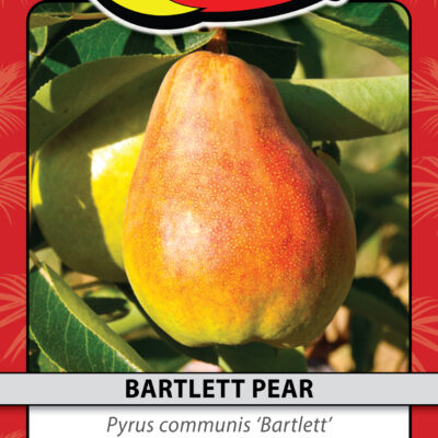 BARTLETT PEAR