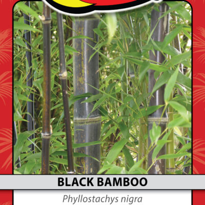 BLACK BAMBOO