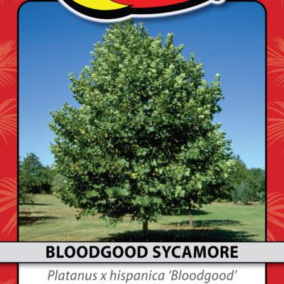 BLOODGOOD SYCAMORE