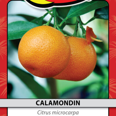 CALAMONDIN