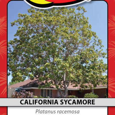 CALIFORNIA SYCAMORE
