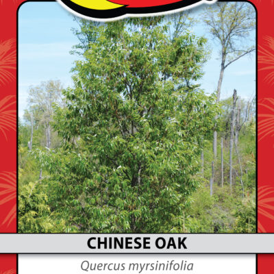 CHINESE OAK