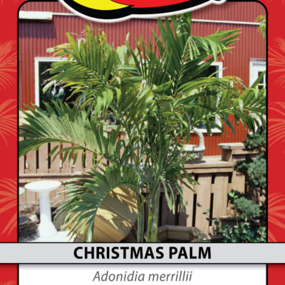 CHRISTMAS PALM