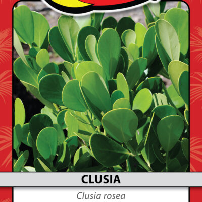 CLUSIA
