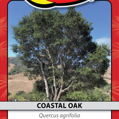 COASTAL OAK